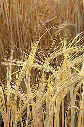 Barley in a Field