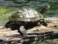 Turtle in the Water