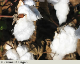 Cotton in the Field