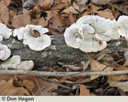 Fungus on a Limb