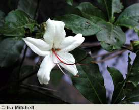 White Blossum