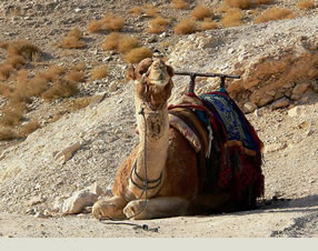 Photo of camel