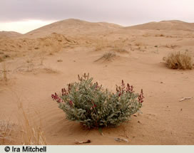 Photo of desert